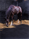 horse in a stall on a rubber mat